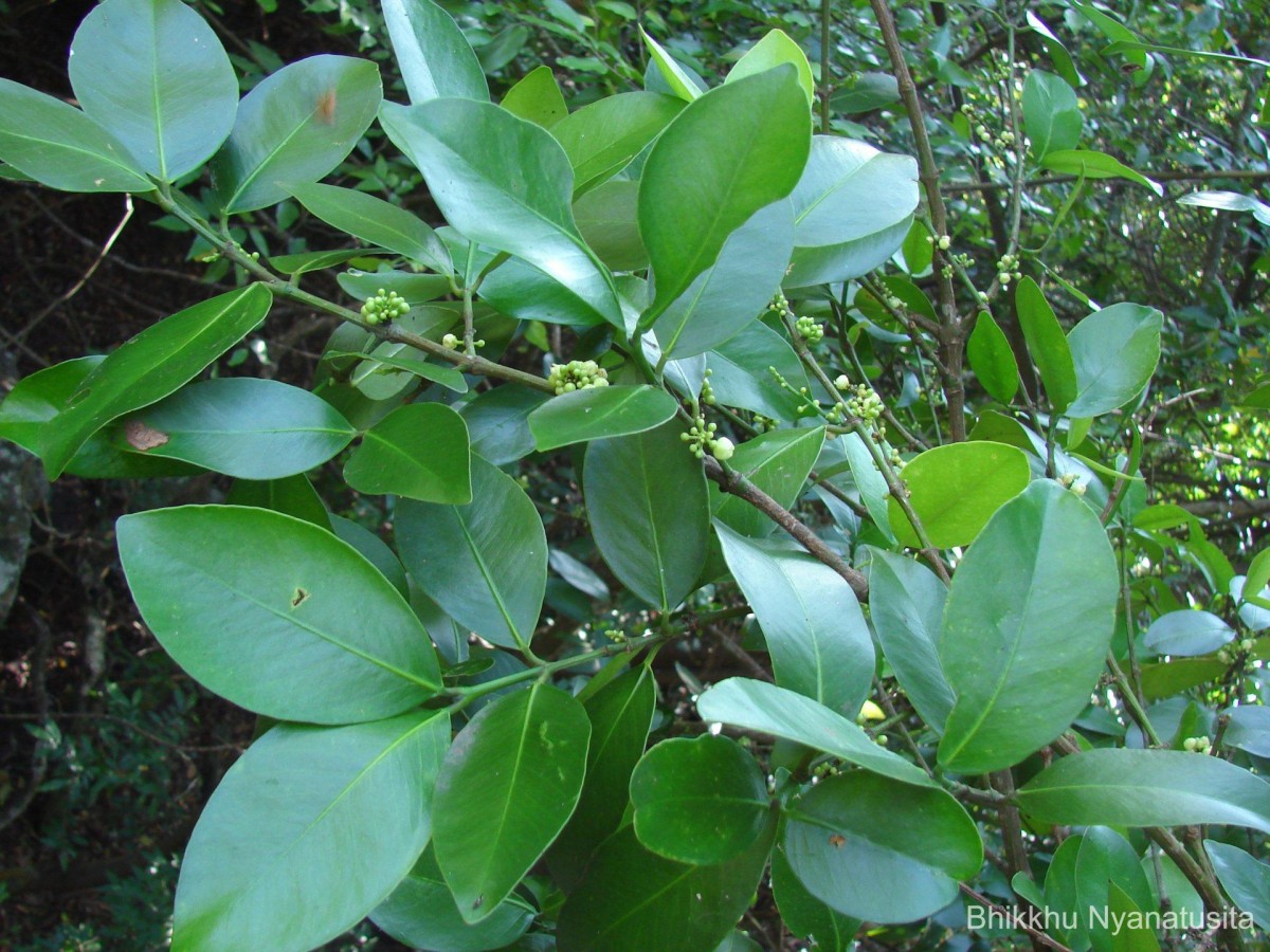 Garcinia spicata (Wight & Arn.) Hook.f.